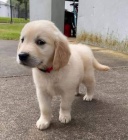 Nádherná štěňata zlatého retrívra. Nádherná štěňata zlatého retrívra.