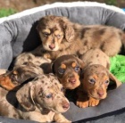 Štěňata krátkosrstých jezevčíků. Štěňata krátkosrstých jezevčíků.