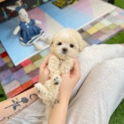 Čistokrevná štěňata pudlů. Čistokrevná štěňata pudlů.