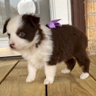 Prod�m �t��ata australsk�ho ov��ka.