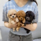 Zdrav� a kr�sn� miniaturn� �t���tka pejska a fenky Pudla k adopci.