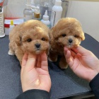 O�kovan� a od�erven� miniaturn� �t��ata Pudla a pejska k adopci.