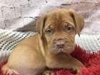 Prodm tata Bordeauxsk dogy