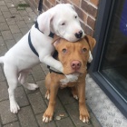 Štěňata amerického pitbulteriéra. Štěňata amerického pitbulteriéra.