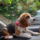 Štěňata bíglů. Štěňata bíglů.