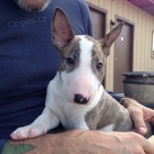 Štěňata býčího teriéra. Štěňata býčího teriéra.