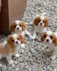 Kavalír King Charles Španěl štěňata. Kavalír King Charles Španěl štěňata.