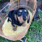 Štěňata jezevčíka. Štěňata jezevčíka.