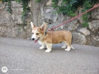 Pembroke Welsh Corgi �t��ata
