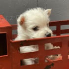 Prod�m mini �t��ata West Highland White Terriers