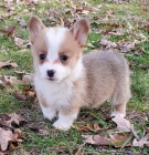 Prod�m �t��ata Pembroke Welsh Corgi.