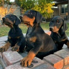 Štěňata dobermanů. Štěňata dobermanů.