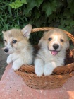 Welsh Corgi Pembroke štěňata. Welsh Corgi Pembroke štěňata.