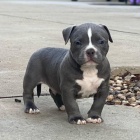 Štěňata Pitbull. Štěňata Pitbull.