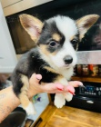 Štěňata Nejvyšší třídy Corgi. Štěňata Nejvyšší třídy Corgi.