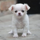 Sladká rozkošná štěňátka Chihuahua. Sladká rozkošná štěňátka Chihuahua.