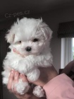 Prodám očkovaná štěňata Maltipoo. Prodám očkovaná štěňata Maltipoo.
