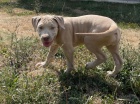 Pitbull �t��ata na prodej