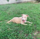 Pitbull �t��ata na prodej