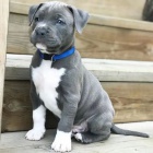 Štěňata Pitbull. Štěňata Pitbull.