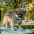 Americká štěňata Akita. Americká štěňata Akita.