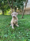 Štěňata Pitbull teriéra. Štěňata Pitbull teriéra.