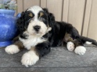 �t��ata Bernedoodle na prodej (�t��ata Bernedoodle jsou k��encem bernsk�ho sala�nick�ho psa a standardn�ho pudla).