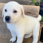 Prod�m zdrav� �t��ata labradorsk�ho retr�vra a pejska.