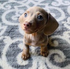 Prod�m �t��ata kr�tkosrst�ho jezev��ka.