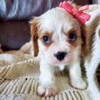 Prod�m o�kovan� �t��ata Kaval�r King Charles Spaniel.