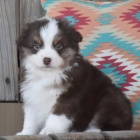 Prod�m �t��ata australsk�ho ov��ka