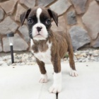 Prod�m kr�sn� o�kovan� �t��ata n�meck�ho boxera