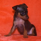 Prod�m �t��ata dobrmana.