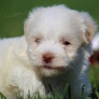 Prod�m o�kovan� a od�erven� �t��ata Havana.