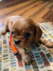 Cavalier King Charles štěňata k adopci. Cavalier King Charles štěňata k adopci.
