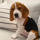 Rodokmen Štěňata Beagle k adopci. Rodokmen Štěňata Beagle k adopci.
