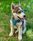 Rodokmen štěňat sibiřského husky k adopci. Rodokmen štěňat sibiřského husky k adopci.