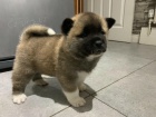 Rodokmen štěňat Akita k adopci. Rodokmen štěňat Akita k adopci.