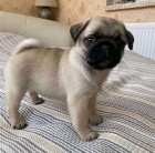 Ohromující štěňata mopslíků k adopci. Ohromující štěňata mopslíků k adopci.
