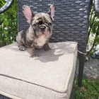 Štěňata francouzského buldoka k adopci. Štěňata francouzského buldoka k adopci.
