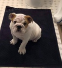 Ohromující štěňata anglického buldoka k adopci. Ohromující štěňata anglického buldoka k adopci.