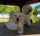 Sladké labradorské štěňata k adopci. Sladké labradorské štěňata k adopci.