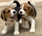 Krásná štěňátka bíglů k adopci. Krásná štěňátka bíglů k adopci.
