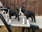 Krásná štěňata Bostonského teriéra k adopci. Krásná štěňata Bostonského teriéra k adopci.