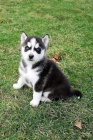 Ohromující štěňata sibiřského huskyho. Ohromující štěňata sibiřského huskyho.