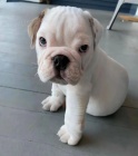 Nádherné štěňata anglického buldoka. Nádherné štěňata anglického buldoka.