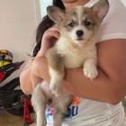 Nádherná velšská štěňátka Corgi Pembroke. Nádherná velšská štěňátka Corgi Pembroke.