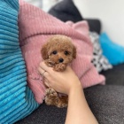 Prod�m kr�sn� �t��ata pudla