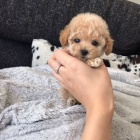 Prod�m kr�sn�, o�kovan�, od�erven� a zdrav� �t��ata pudla