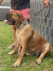 Jihoafrick� mastin- Boerboel �t��ata
